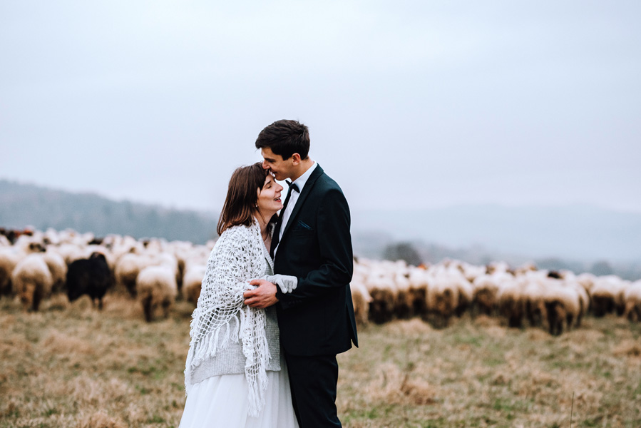 Sesja ślubna z owcami